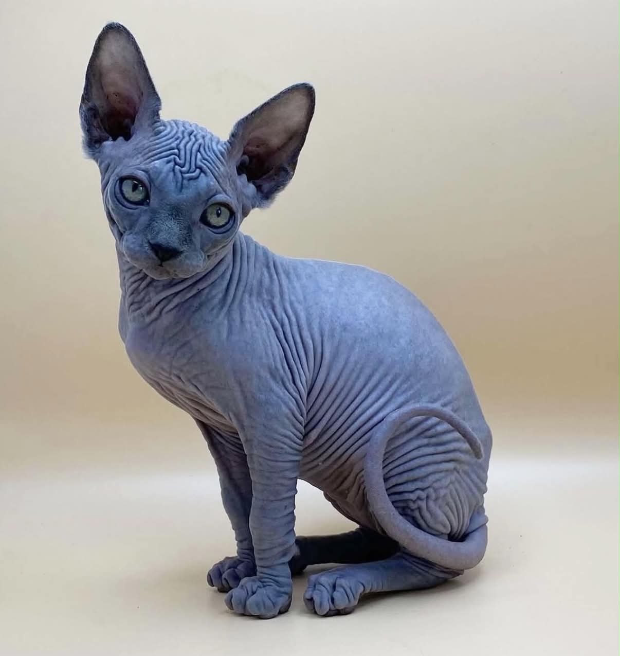 Chaton Sphynx d'une précédente portée