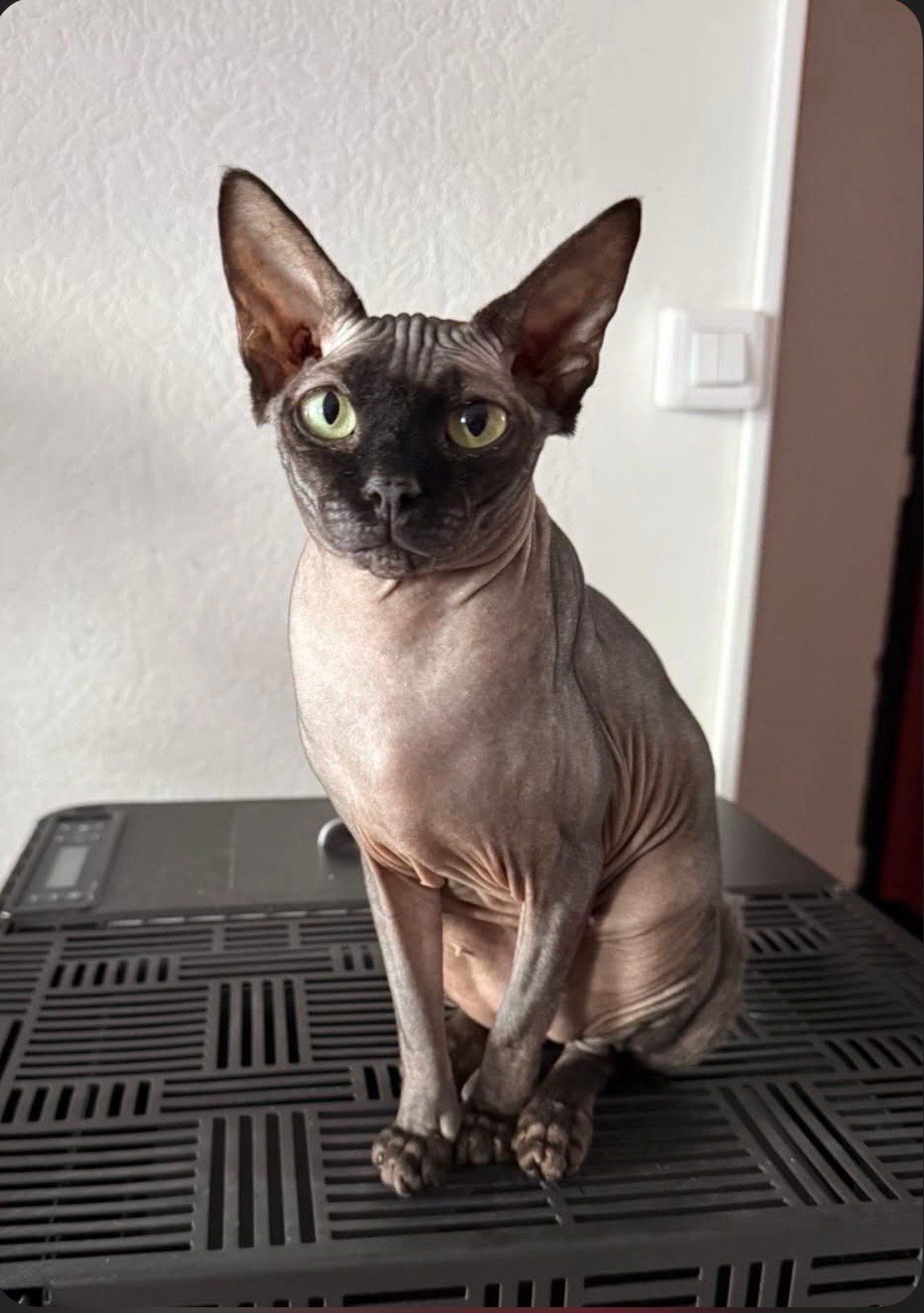 Frann, chatte reproductrice Sphynx