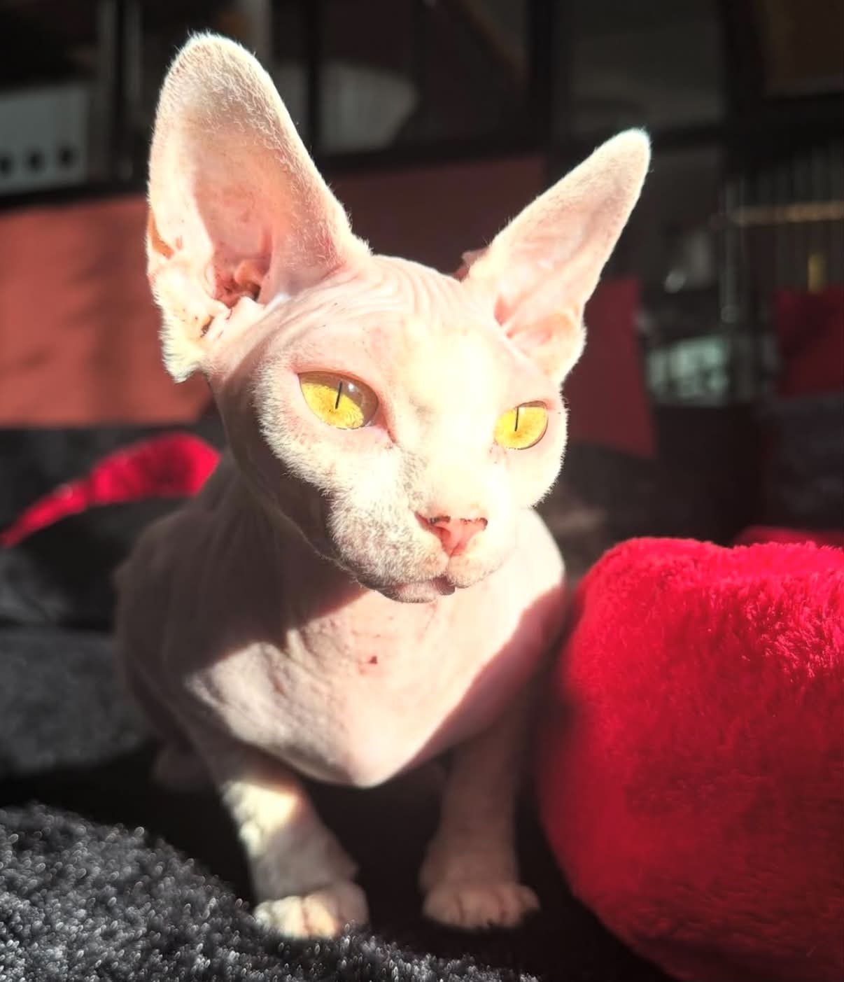 Lady, chatte reproductrice Sphynx
