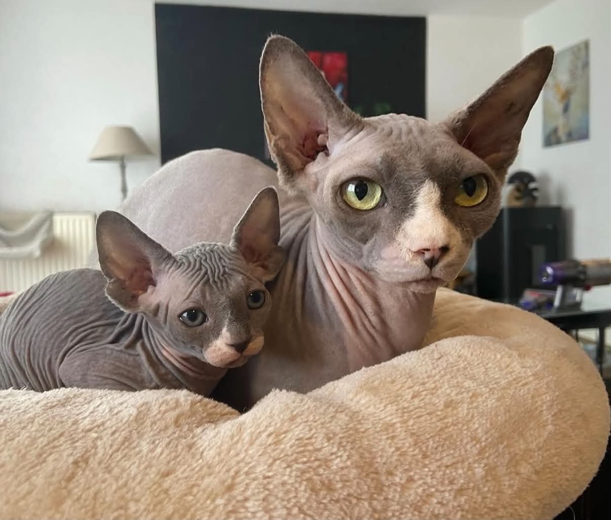 Une chatte Sphynx et un chaton, à la maison