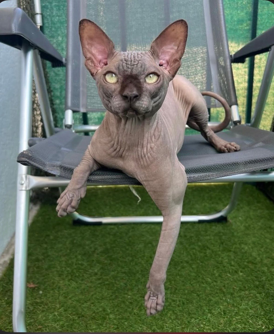 Usher, mâle reproducteur Sphynx