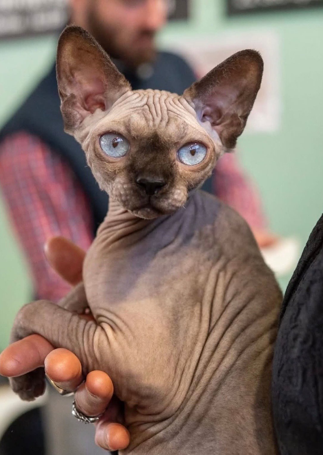 Witch du Soleil Rouge, chatte reproductrice Sphynx