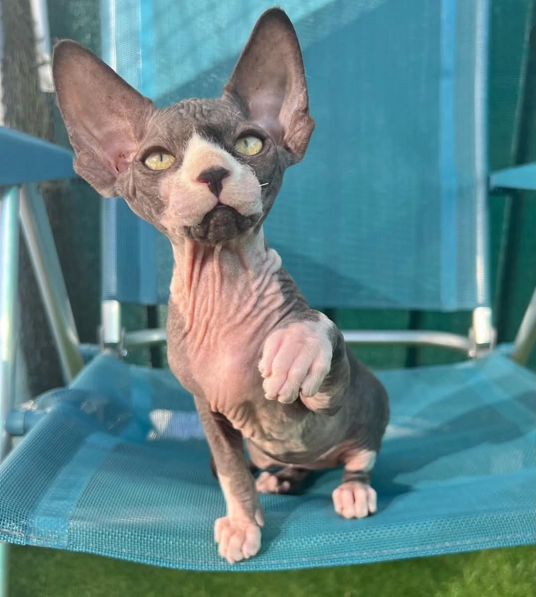 Chat Sphynx la patte levée, au jardin