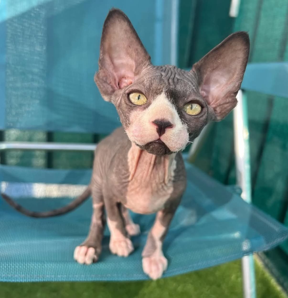 Chat Sphynx au soleil, au jardin