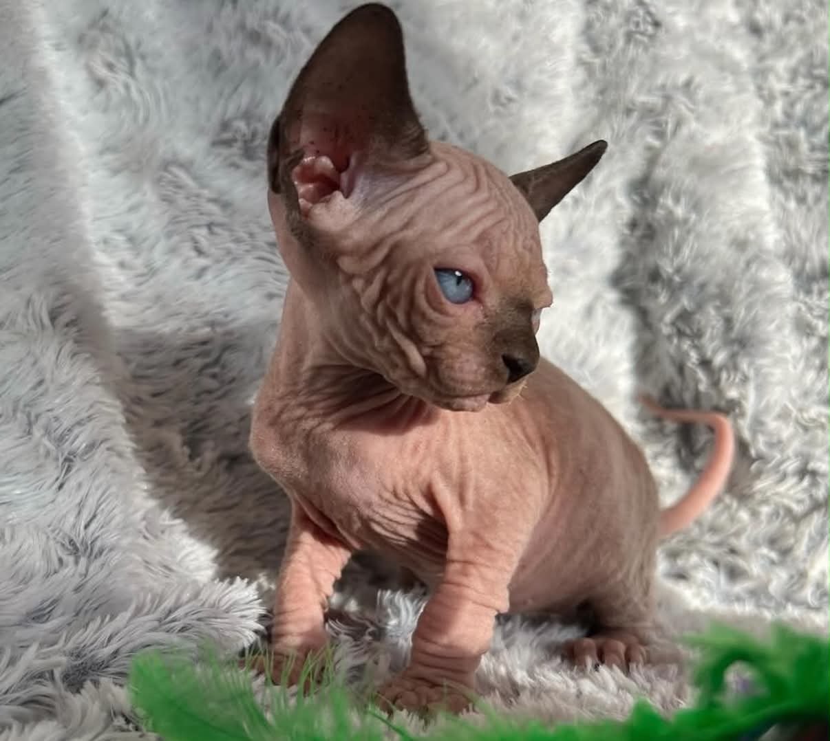 Jeune chaton Sphynx de l'élevage