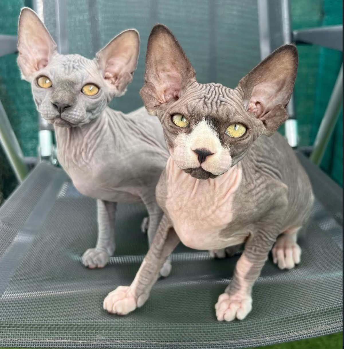 Deux chats Sphynx installés côte à côte au jardin