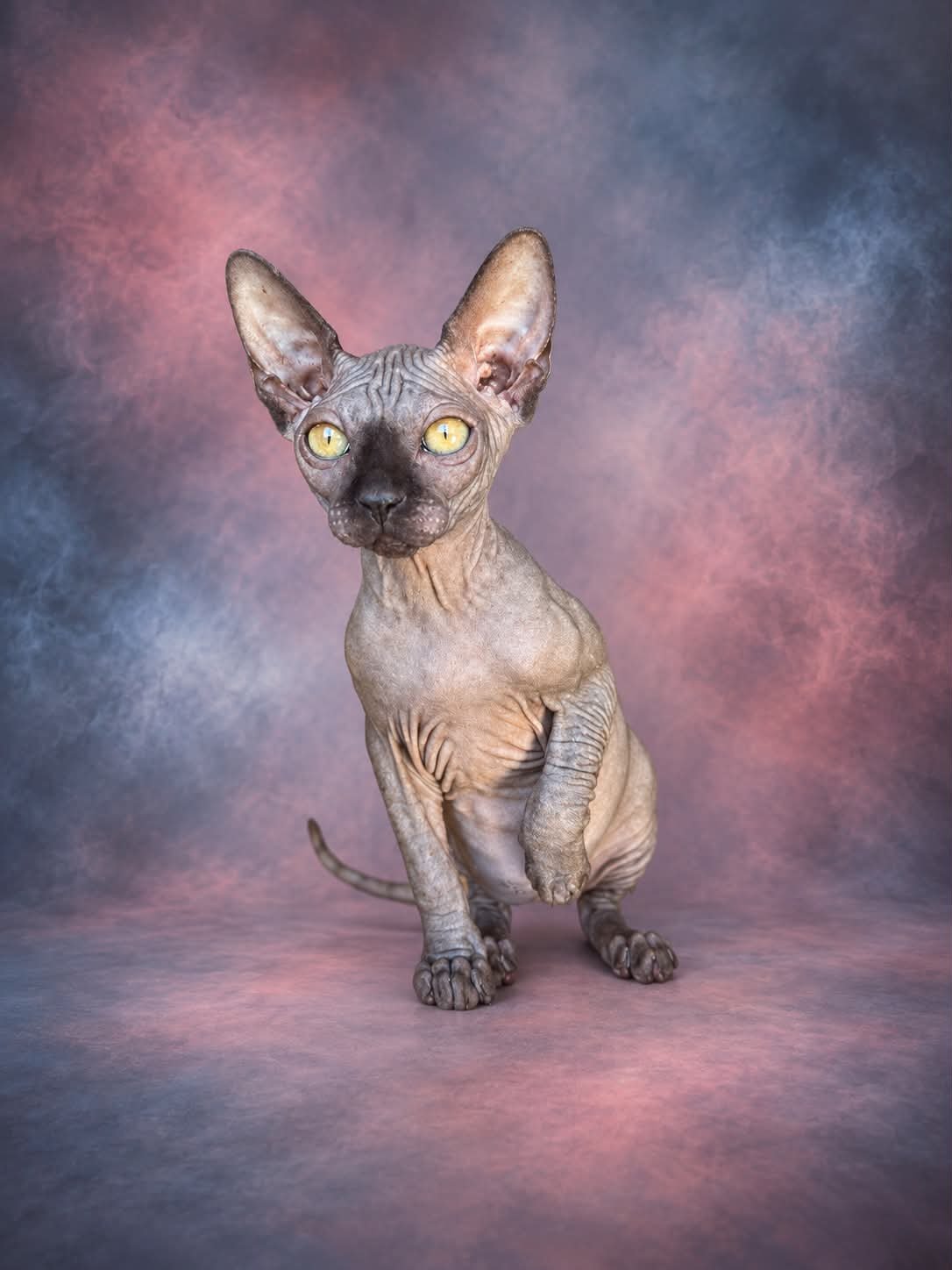 Chat Sphynx aux yeux dorés, portrait en studio