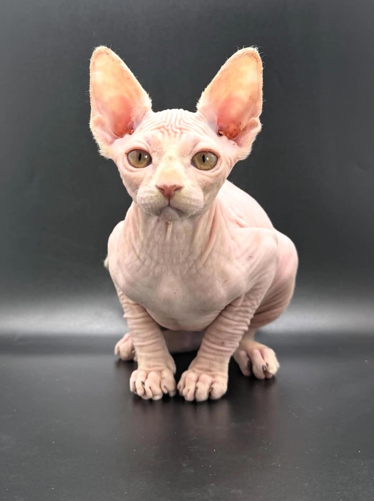 Chat Sphynx à la robe claire, portrait en studio